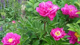 K800_Juni 2011 199.webp