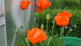K800_Juni 2011 214.webp