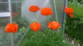 K800_Juni 2011 215.webp
