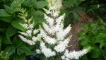 Astilbe.JPG