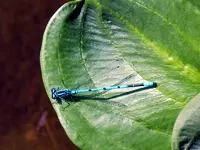 Libelle194.webp
