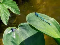 Libelle195.webp