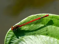 Libelle198.webp