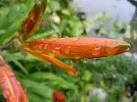 030.webp