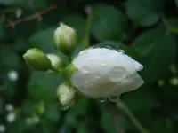 035.webp
