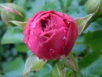 020.webp