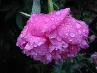 039.webp