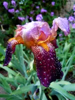 045.webp