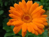 136.webp