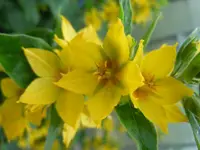 127.webp
