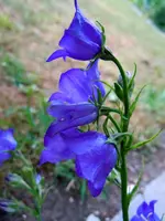 208.webp