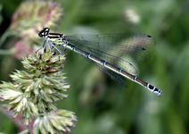 P5289322 Libelle.webp