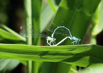 P6040463 Liebellenrad.webp