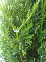 IMAG0491[5].webp