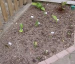 Canna Beet, 07.06.11.JPG