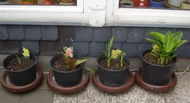 Canna1, 07.06.11.webp