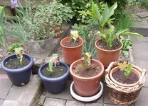 Canna2, 07.06.11.webp