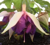 Deep Purple, 07.06.11.webp