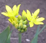 Gelb, 07.06.11.webp