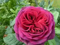 01_Astrid Hardenberg.webp
