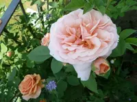 02_Charles Austin.webp