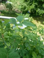 03_Rosa canina.webp