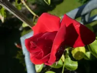 05_Santana.webp