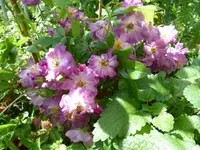 06_Veilchenblau.webp