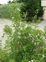 DSCF4560.webp
