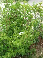 DSCF4561.webp