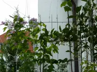 Blühende Kiwi Issai.webp