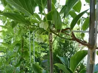 Blühende Kiwi Issai 2.webp