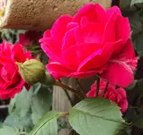 DSC01647 2011-06-06 - kletterrose.webp