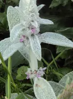 DSC01645 2011-06-07 - wollziest.webp