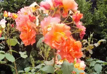 DSC01642 - 2011 -06-07 - rose vorn.webp