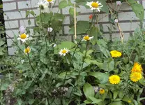DSC01639 - 2011-06-07 - schlafmohn - margeriten - ringel - prunkbohne.webp