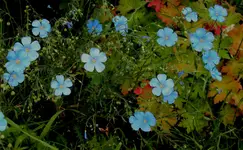DSC01634 - 2011-06-07 - lein.webp