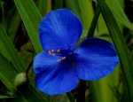 DSC01631 - 2011-06-07 - tradescantia blau.JPG