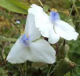 DSC01629 - 2011-06-07 - tradescantia weiß.webp