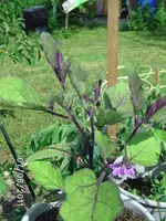 BILD0041.webp