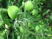 BILD0043.webp