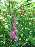 BILD0040.webp