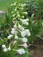 IMG_3319_600x800.webp