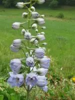 IMG_3320_600x800.webp