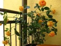 IMG_1754.webp