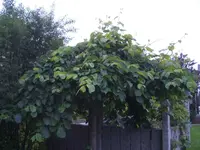 comp_garten07.06.11 001.webp