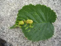 comp_garten07.06.11 002.webp