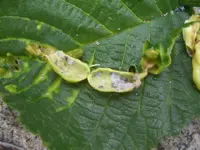 comp_garten07.06.11 003.webp