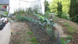Tomatenanzucht 2011 028.webp