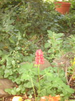 Lupine oder.webp